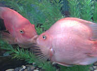 浅红色的接吻鱼精美图片