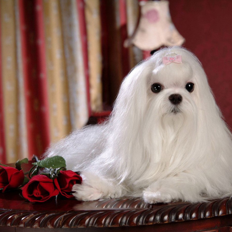 点击大图看下一张：迷你马尔济斯犬时尚造型写真图片