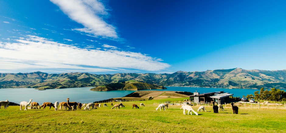点击大图看下一张：澳大利亚可爱的羊驼高清图片