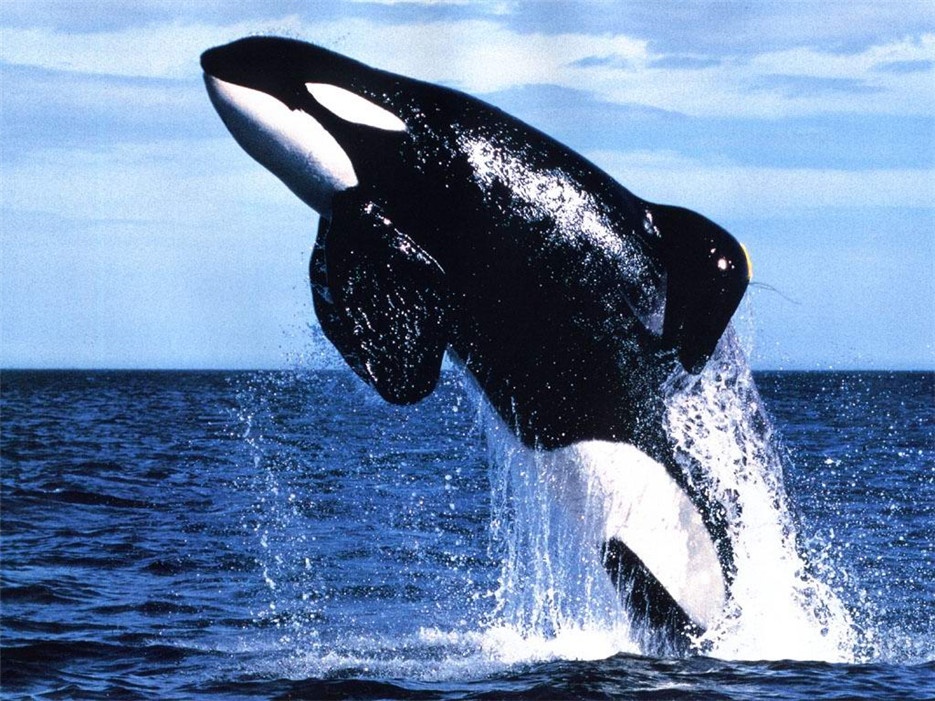 点击大图看下一张：性情凶猛的虎鲸高清摄影图