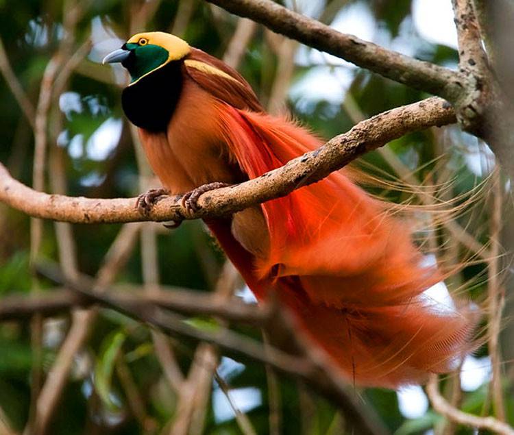 点击大图看下一张：美丽的雌王极乐鸟图片