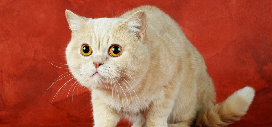 点击大图看下一张：眼神呆萌可爱的白色英短猫图片