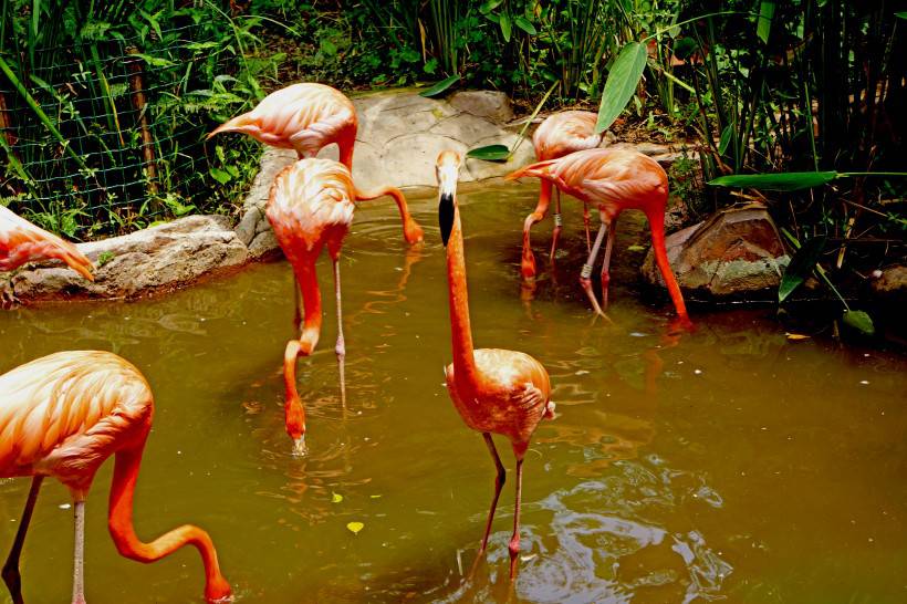 点击大图看下一张：河里觅食的粉红色火烈鸟图片