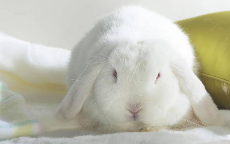 点击大图看下一张：调皮可爱的小兔子高清图片