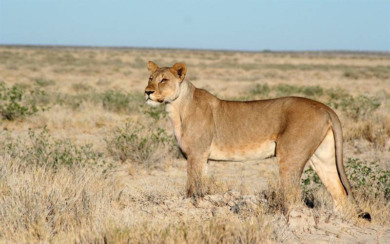 点击大图看下一张：狮子老虎野生动物图片合集