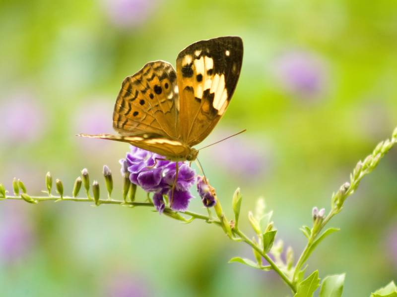 点击大图看下一张：与花共舞的蝴蝶图片大全