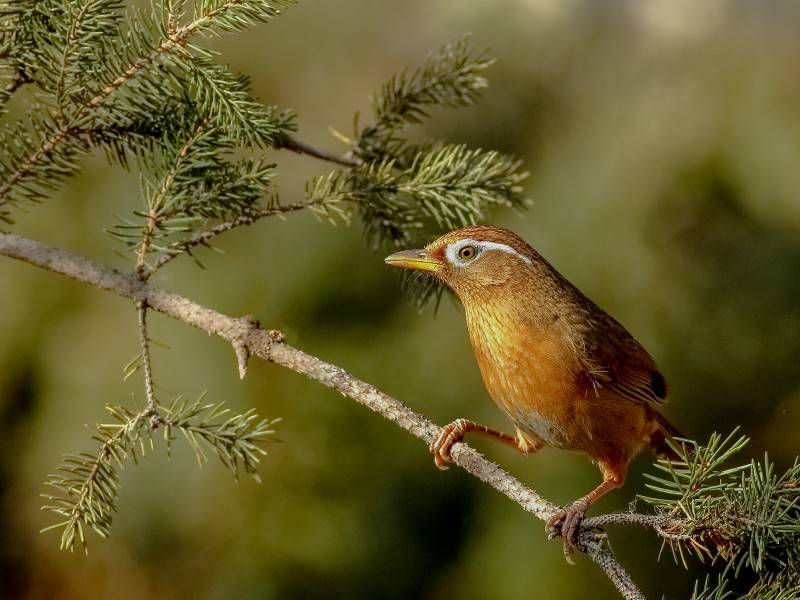 点击大图看下一张：栖息枝头的可爱画眉鸟图片