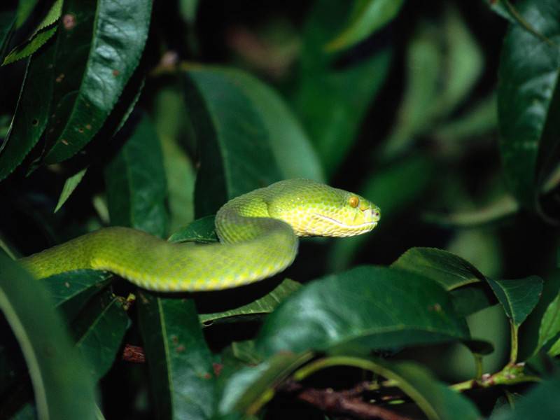 点击大图看下一张：蟒蛇青竹蛇蛇类高清图片
