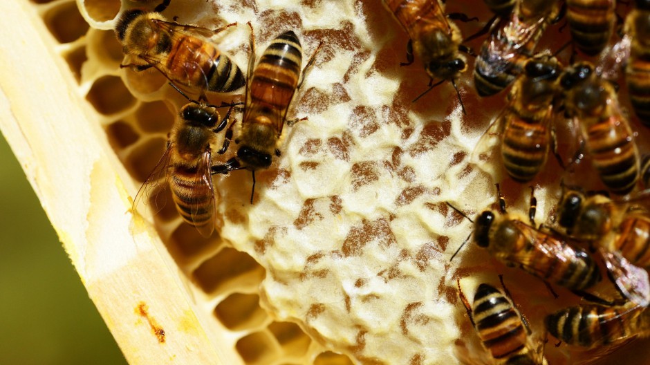 点击大图看下一张：密密麻麻的蜜蜂蜂巢图片