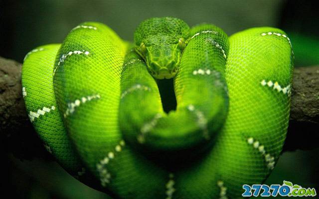 点击大图看下一张：绿色传奇 鬼蛇魅影