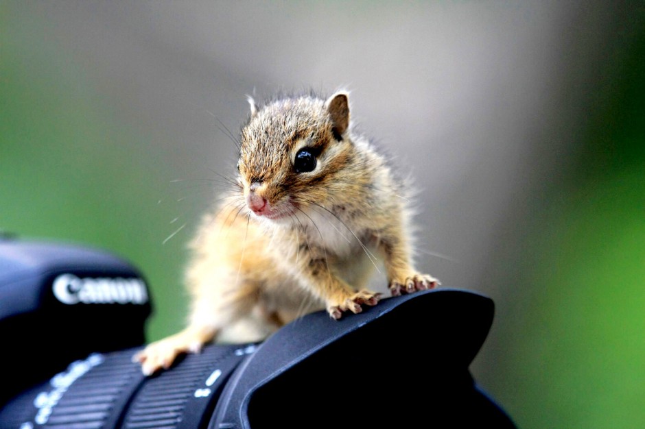 点击大图看下一张：镜头上的小花栗鼠图片