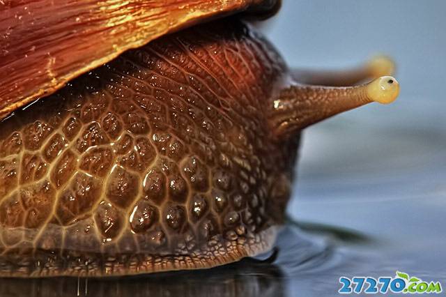 点击大图看下一张：高清蜗牛唯美生活欣赏