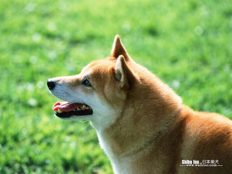 点击大图看下一张：日本柴犬田园玩耍可爱抓拍