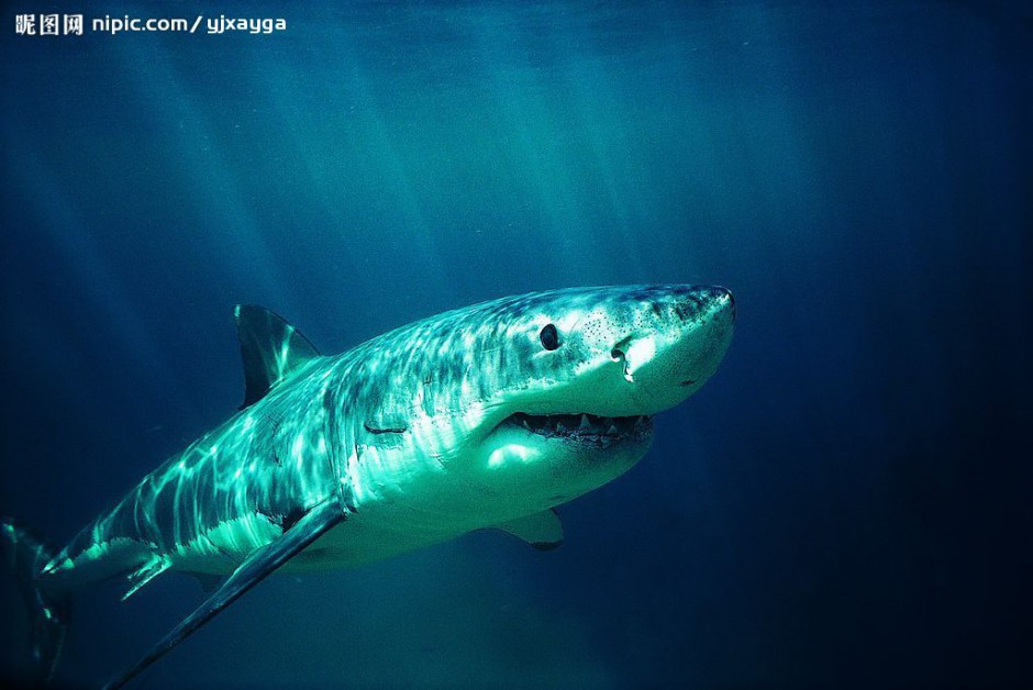 点击大图看下一张：大白鲨鱼高清特写图片素材