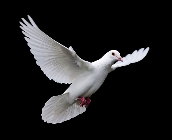 点击大图看下一张：自由飞行的信鸽图片欣赏