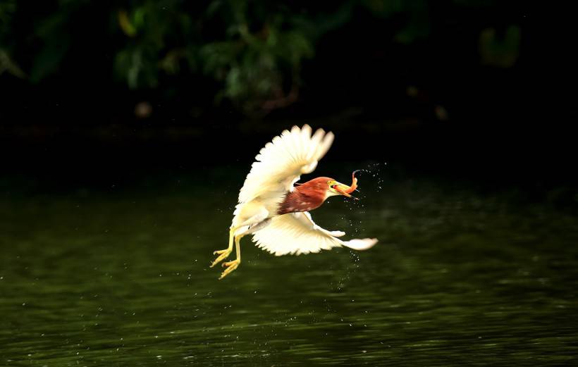 点击大图看下一张：中国鸟类动物池鹭摄影图片