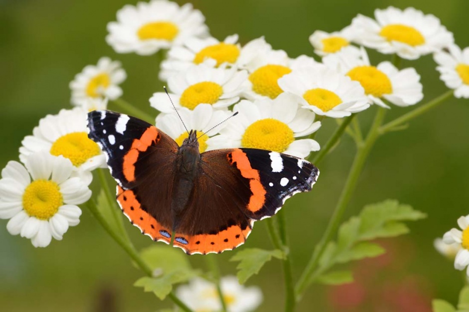 点击大图看下一张：花朵上的蝴蝶高清摄影图片