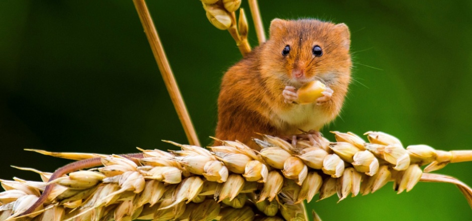 点击大图看下一张：偷吃粮食的可爱中华小田鼠图片