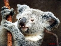 点击大图看下一张：考拉图片大全 澳大利亚树袋熊考拉