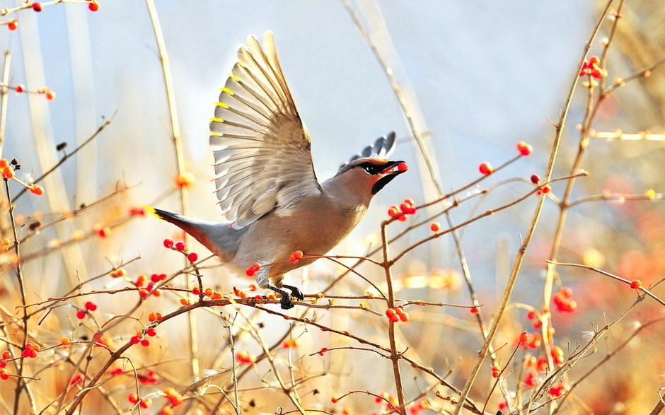 点击大图看下一张：世界野生鸟类太平鸟图片特写
