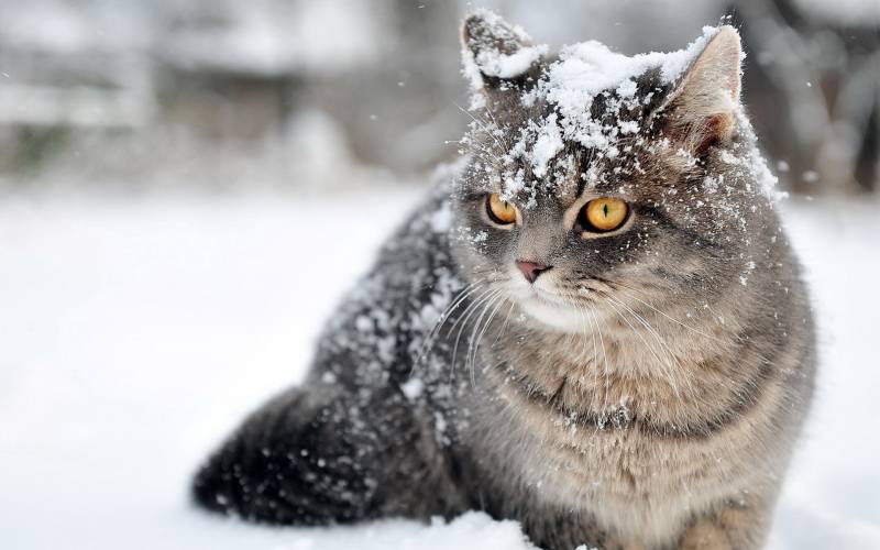 点击大图看下一张：雪地里可爱的猫咪高清桌面壁纸