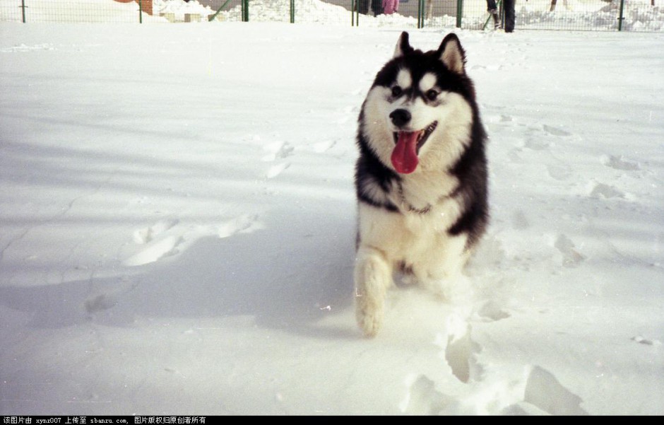 点击大图看下一张：东北雪橇犬呆萌表情图片