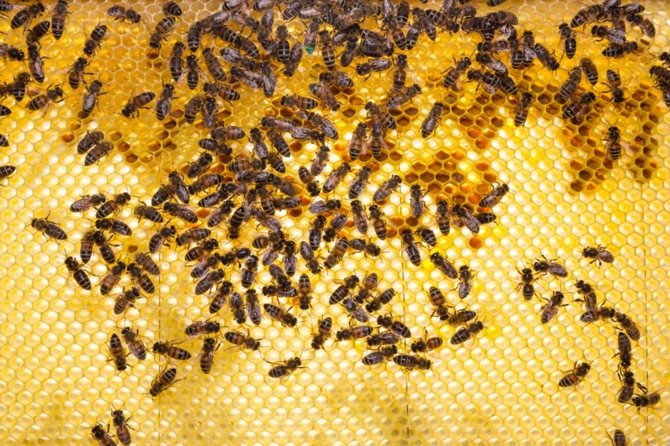 点击大图看下一张：勤劳的小蜜蜂高清摄影图片