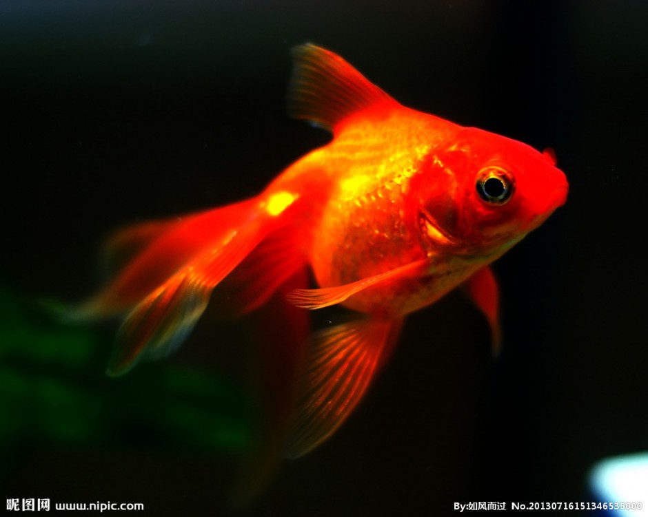 点击大图看下一张：小红金鱼水中畅游图片