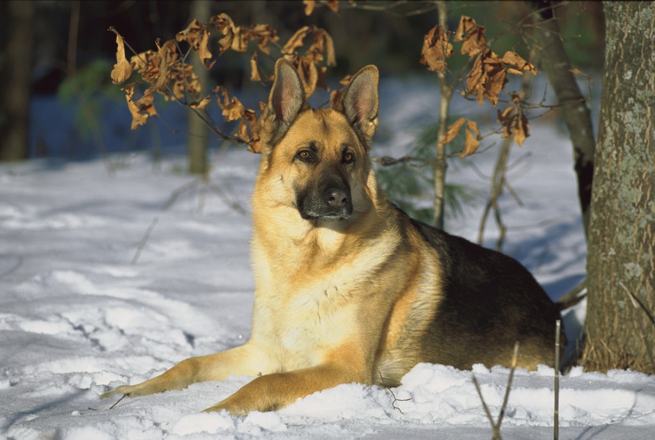 点击大图看下一张：雪地上的德国牧羊犬图片欣赏