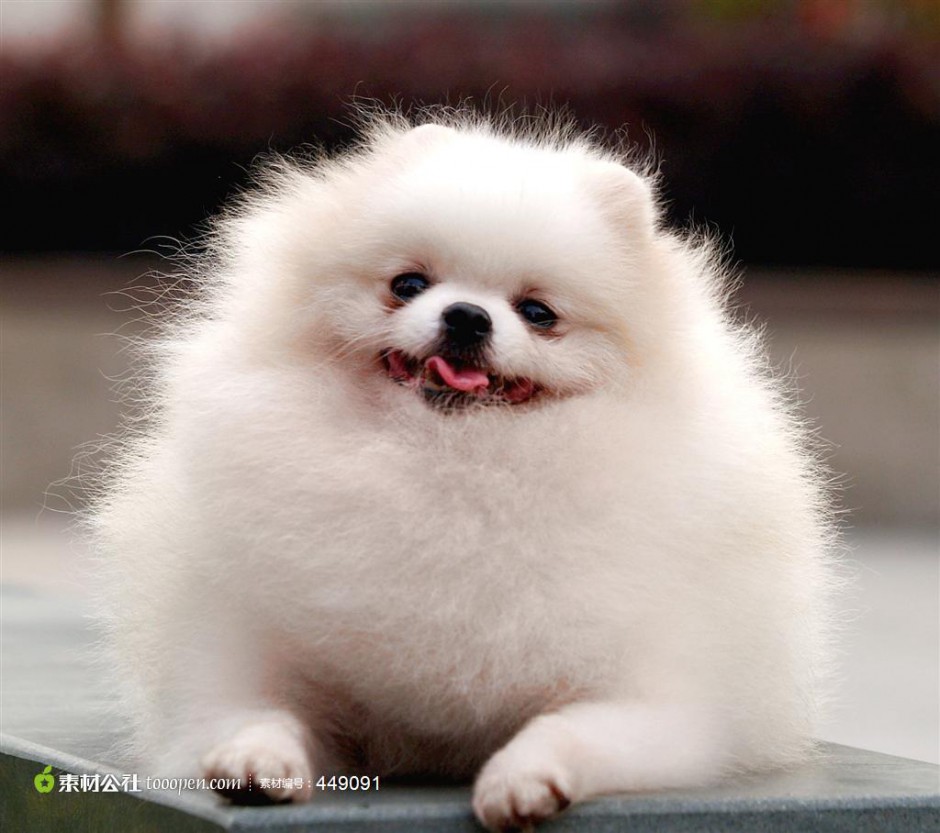 点击大图看下一张：会微笑的白色球形博美犬图片