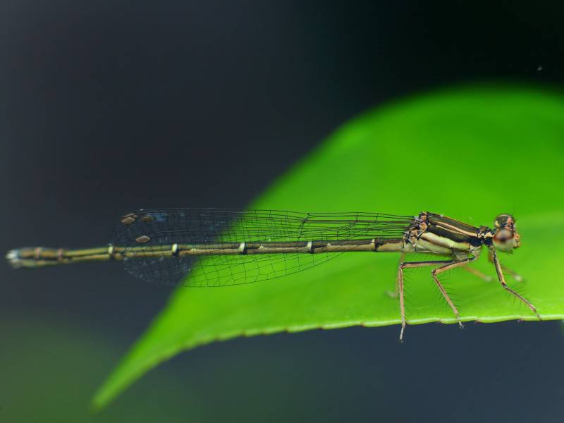 点击大图看下一张：水蜻蜓豆娘护眼图片