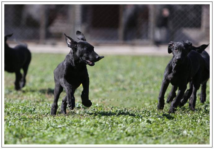 点击大图看下一张：黑狼犬草地嬉戏玩耍图片