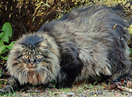 厦门纯种挪威森林猫高清图片