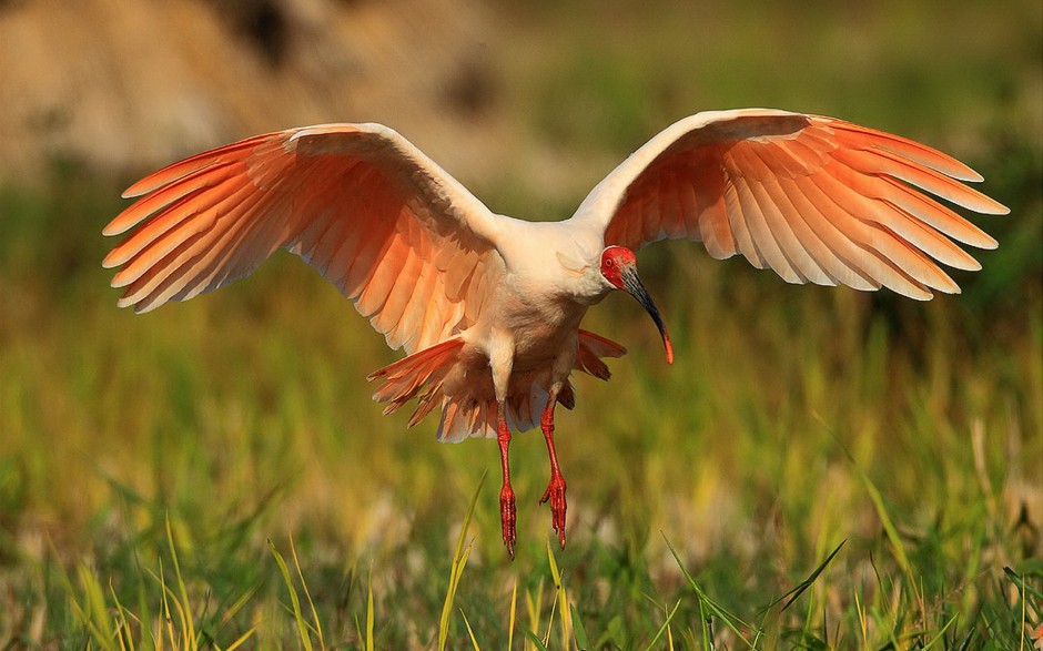 点击大图看下一张：国家二级保护鸟类朱鹮高清图片