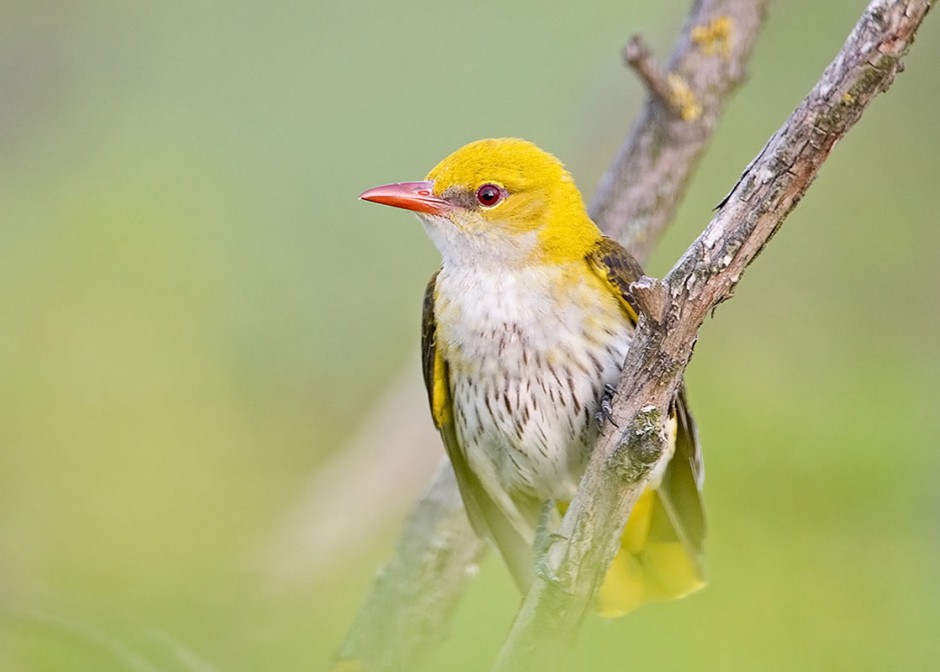 点击大图看下一张：小巧玲珑的细嘴黄鹂鸟图片