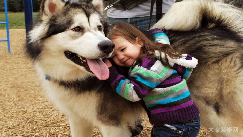点击大图看下一张：小孩伴侣西伯利亚雪橇犬图片