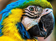 彩虹虎皮鹦鹉图片颜色斑斓迷人