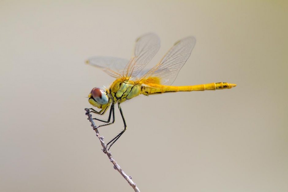 点击大图看下一张：蜻蜓昆虫高清摄影图片