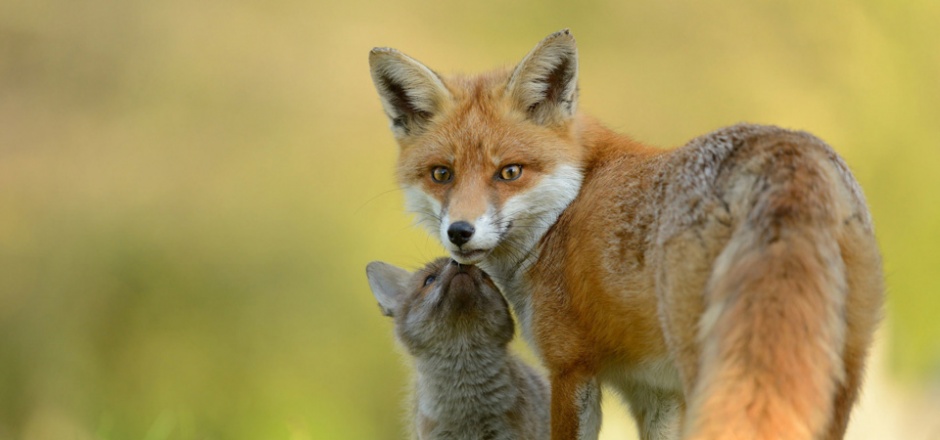 点击大图看下一张：可爱的狐狸高清摄影图片