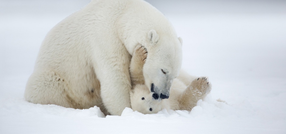点击大图看下一张：可爱呆萌的北极熊图片