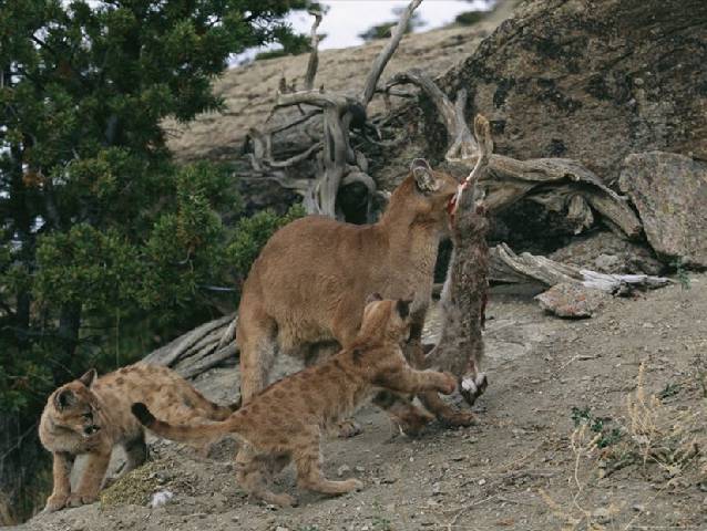 点击大图看下一张：红金猫野外狩猎图片血腥残忍