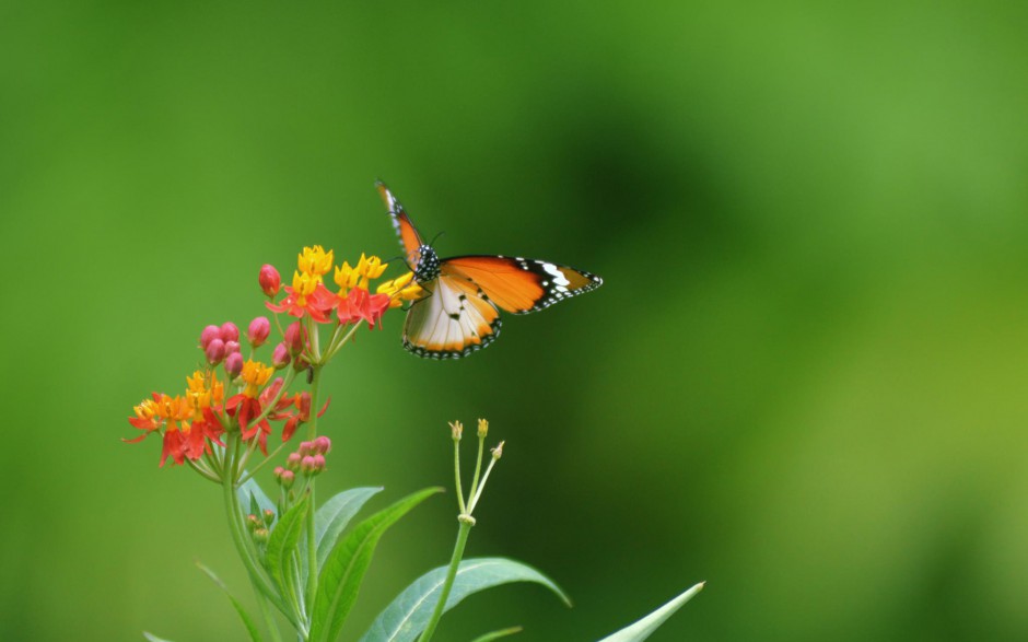点击大图看下一张：超清唯美蝴蝶与鲜花春天浪漫风景图片