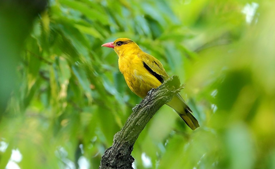 点击大图看下一张：优雅的金黄鹂鸟图片