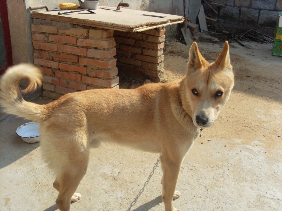 点击大图看下一张：中华田园犬傲娇眼神图片