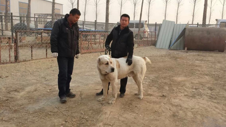 点击大图看下一张：土耳其凶悍坎高犬图片