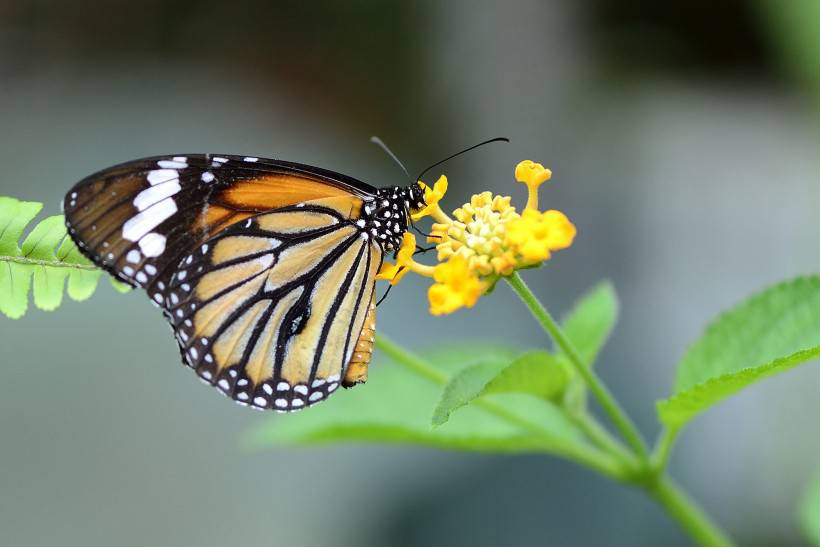 点击大图看下一张:蝴蝶图片素材清新优雅