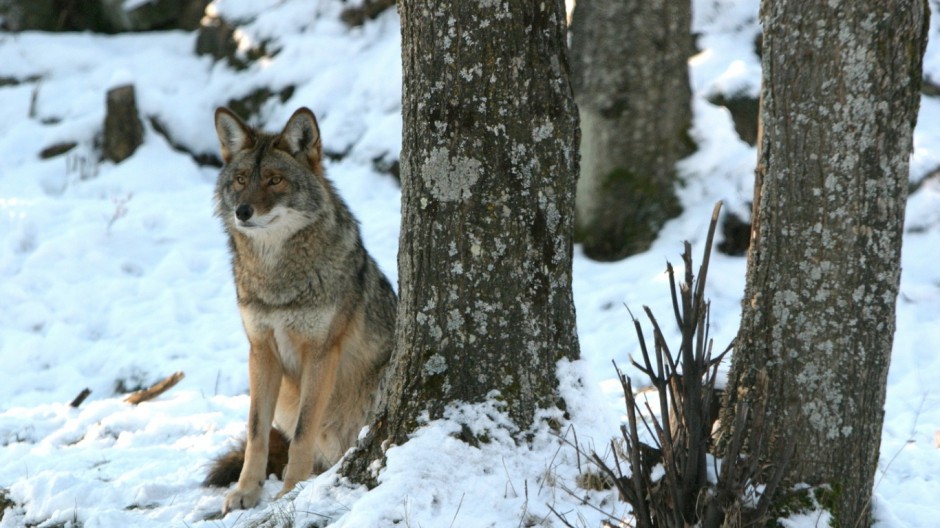 点击大图看下一张：雪地飞奔的狼青雪狼图片