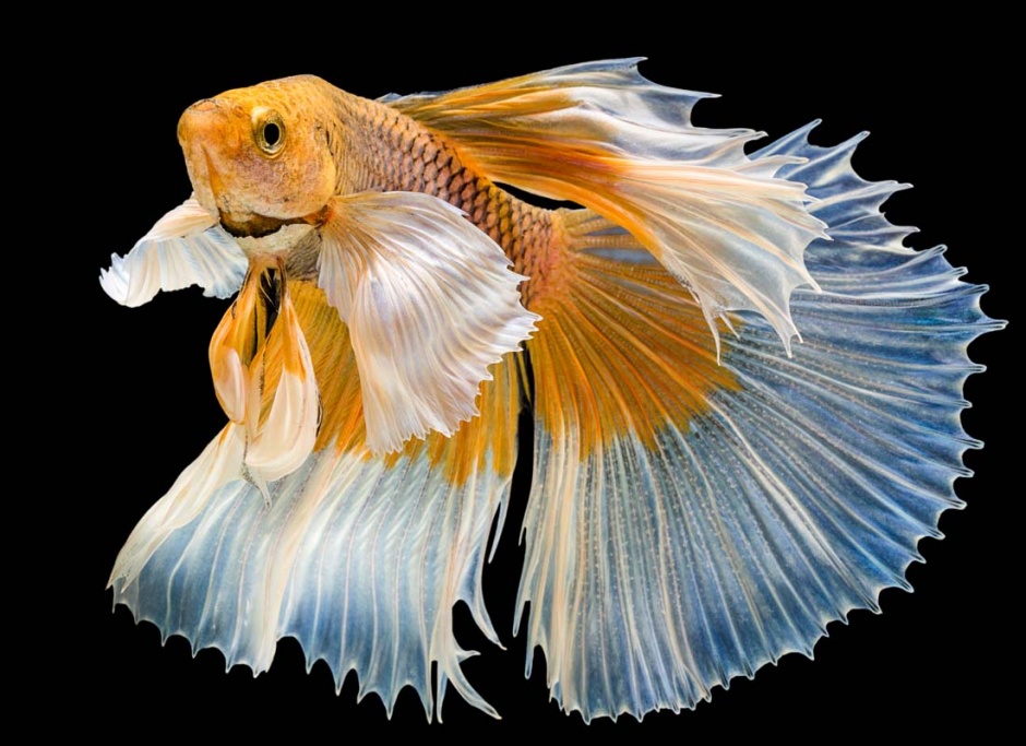 点击大图看下一张：美丽的彩色金鱼图片素材
