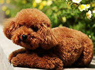 可爱乖巧的棕色泰迪狗图片