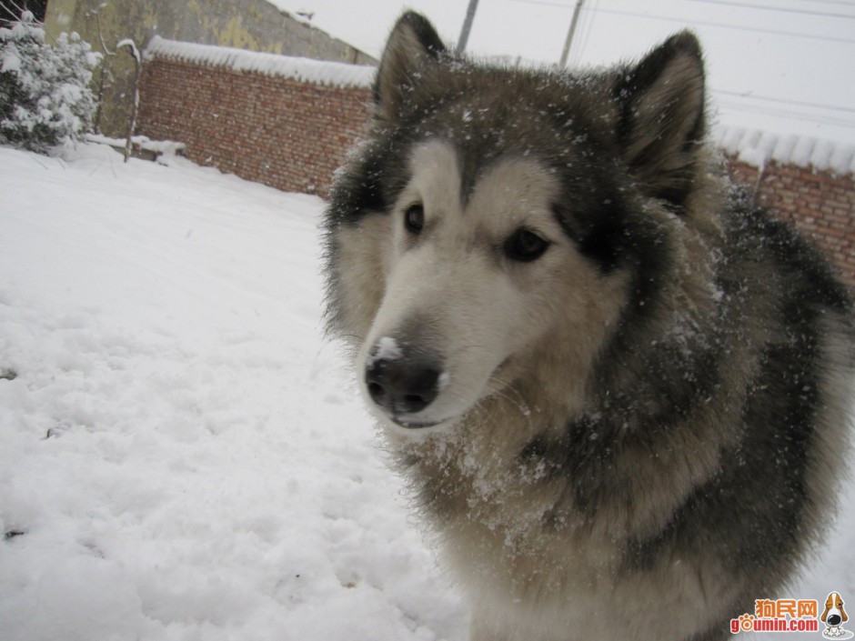 点击大图看下一张：冬天搞笑雪橇犬特写图片